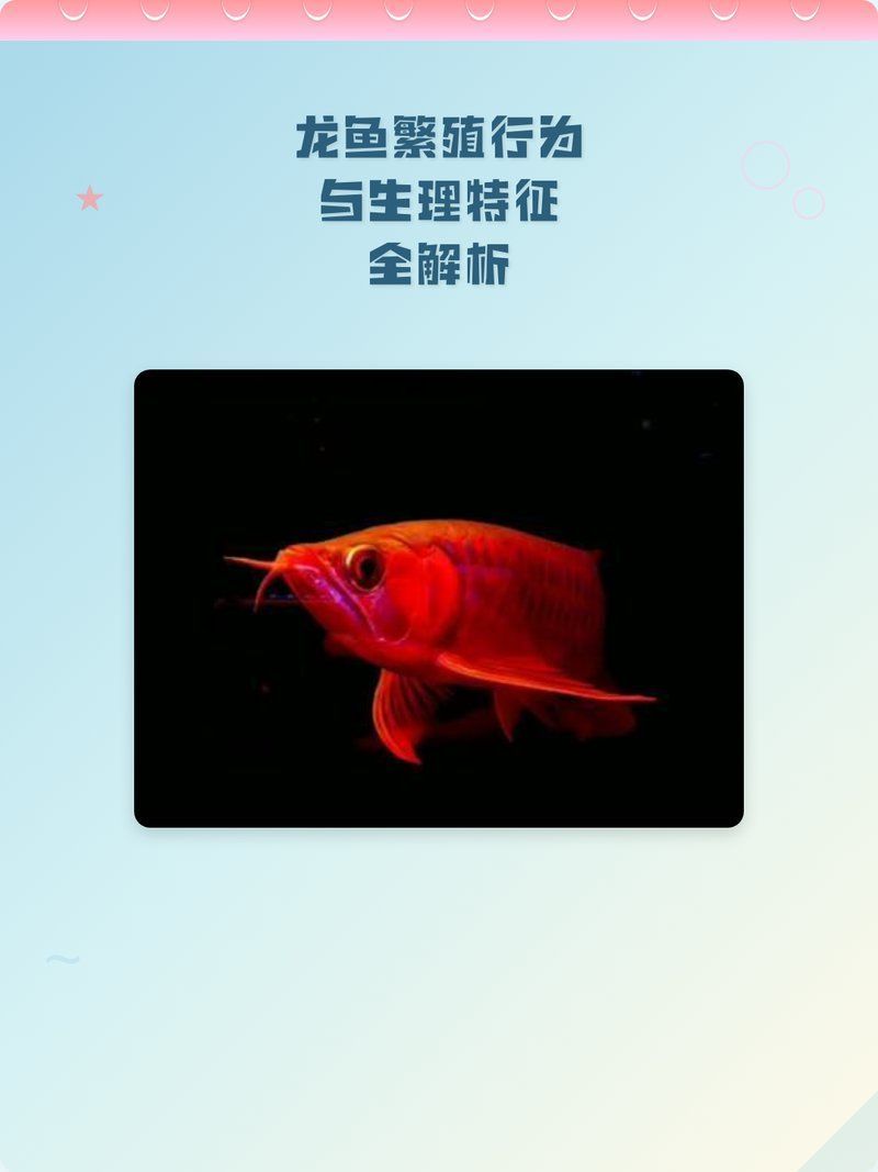 如何判斷兩條龍魚是否達(dá)到繁殖狀態(tài)，京韻星鬢龍魚繁殖行為與生理特征全解析龍魚繁殖攻略