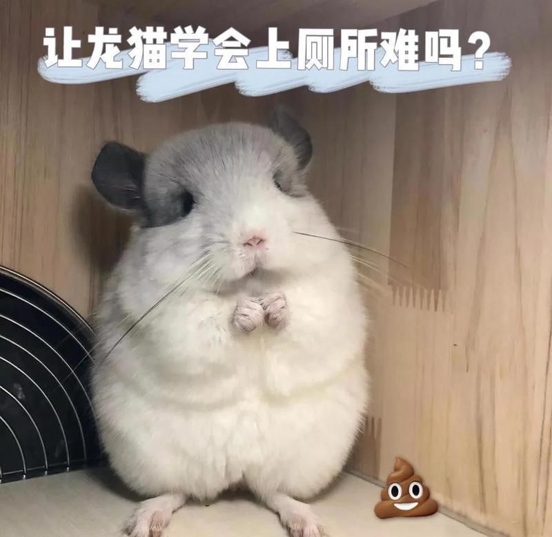 有哪些龍貓排便訓練工具，龍貓排便訓練工具