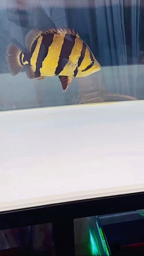 如何區分不同品種的虎魚？，如何區分不同品種的虎皮魚（datnioidesspp.）