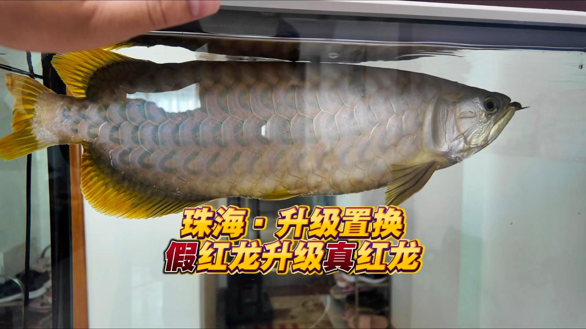 哪些龍魚品種容易顏色變淡？，哪些龍魚品種顏色容易變淡？