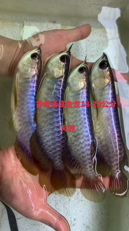 雄縣龍魚的市場價格是多少，雄縣龍魚市場價格是多少雄縣龍魚市場價格是多少