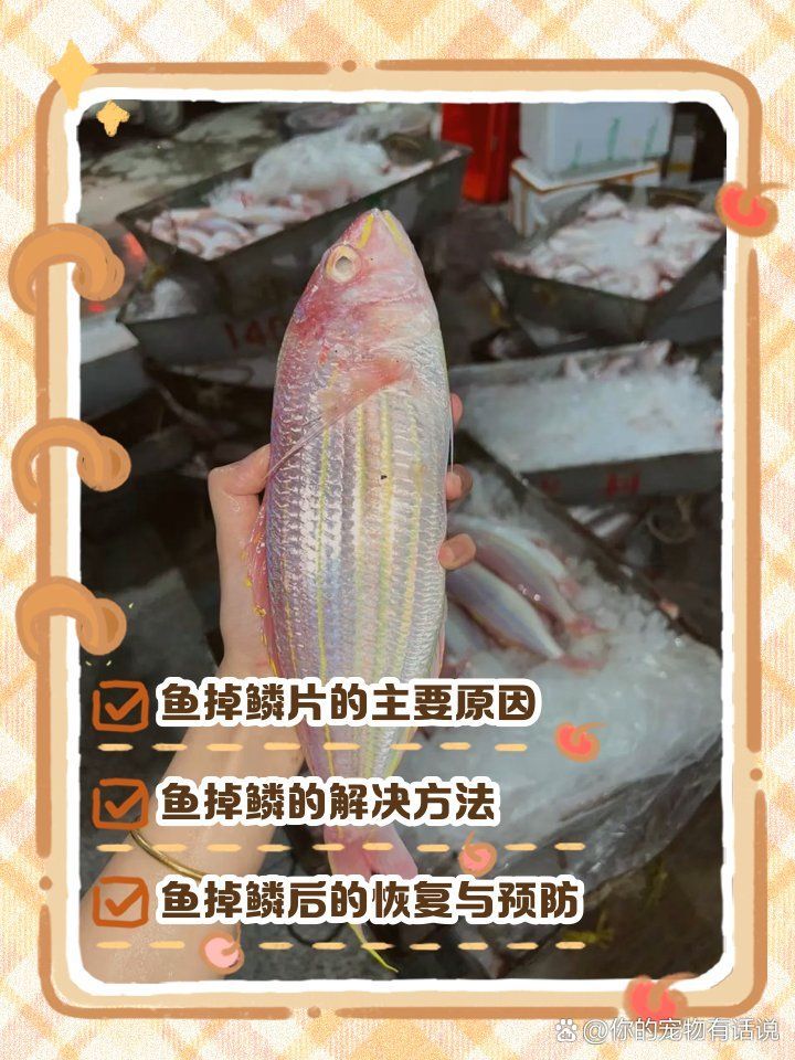 如何預防魚身上鱗片脫落，如何預防魚鱗脫落