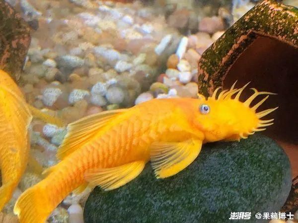 如何改善龍魚(yú)胡須的生長(zhǎng)環(huán)境？，如何改善龍魚(yú)的胡須生長(zhǎng)環(huán)境？