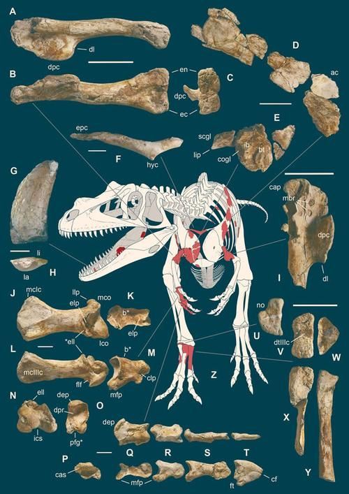 薩爾圖龍魚有哪些獨特的特征？，薩爾圖龍魚（saltriovenatorzanellai）