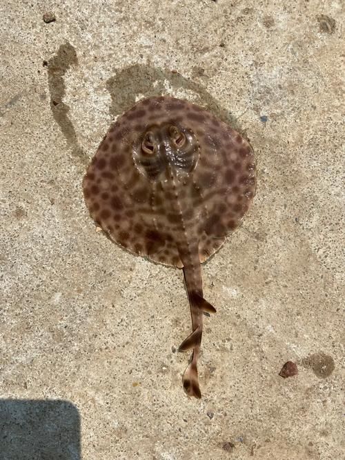 有沒有更多魟魚的圖片？，探索魟魚的多樣性與獨特魅力