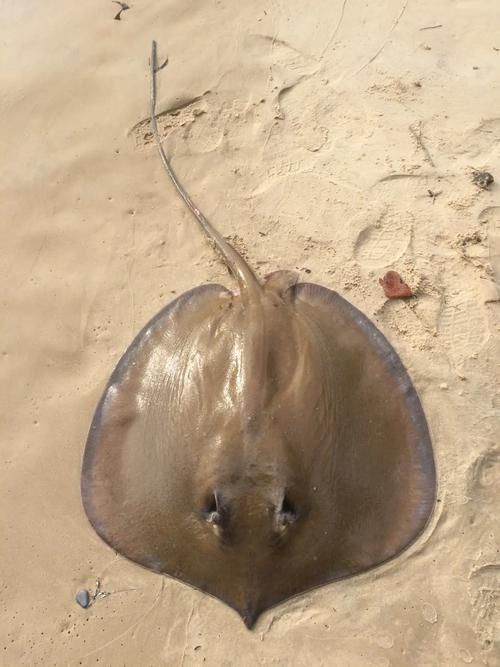 有沒有更多魟魚的圖片？，探索魟魚的多樣性與獨特魅力