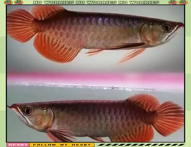 給我一些龍魚頭型的對比圖片，龍魚頭型鑒別指南