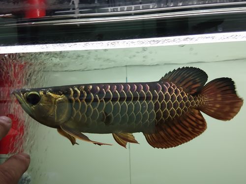 立達金龍魚有哪些型號？，立達金龍魚品種鑒賞指南，