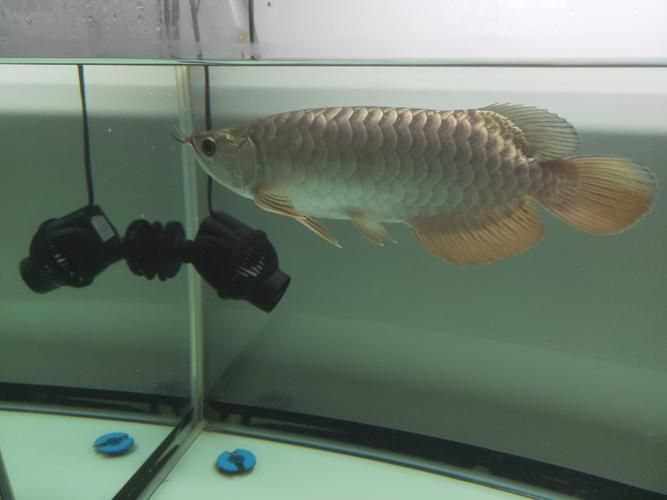 立達金龍魚有哪些型號？，立達金龍魚品種鑒賞指南，
