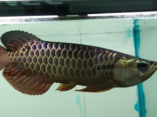 立達金龍魚有哪些型號？，立達金龍魚品種鑒賞指南，