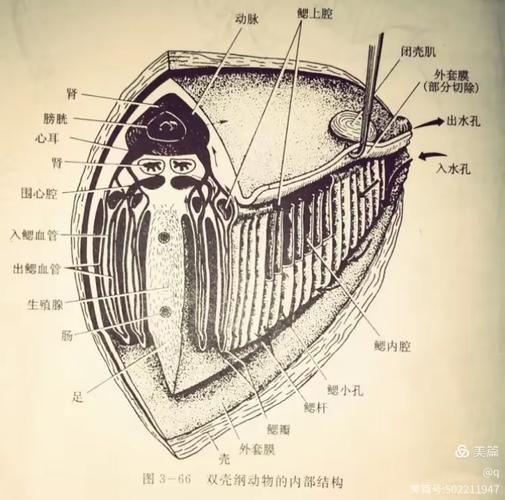 貴陽龍魚的六角結構有何功能？，關于貴陽龍魚的六角結構功能
