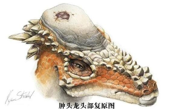 貴陽龍魚的六角結構有何功能？，關于貴陽龍魚的六角結構功能