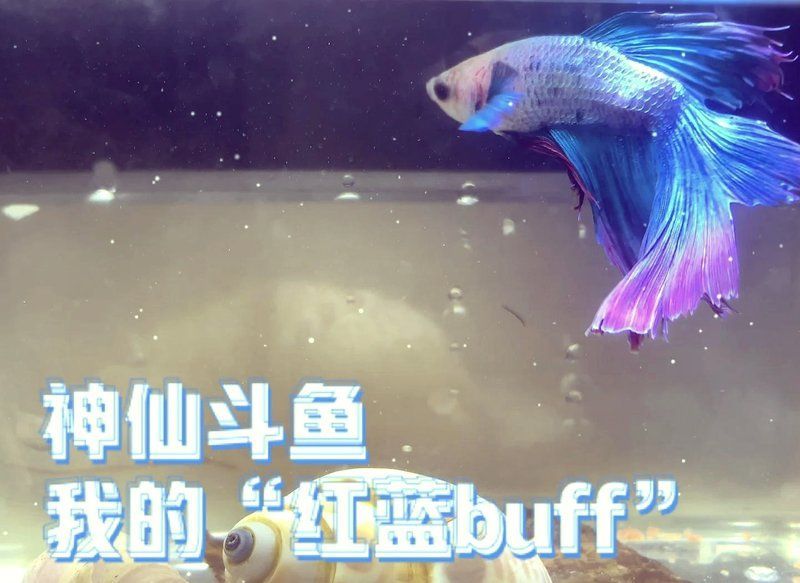 如何選擇適合南方氣候的魚缸