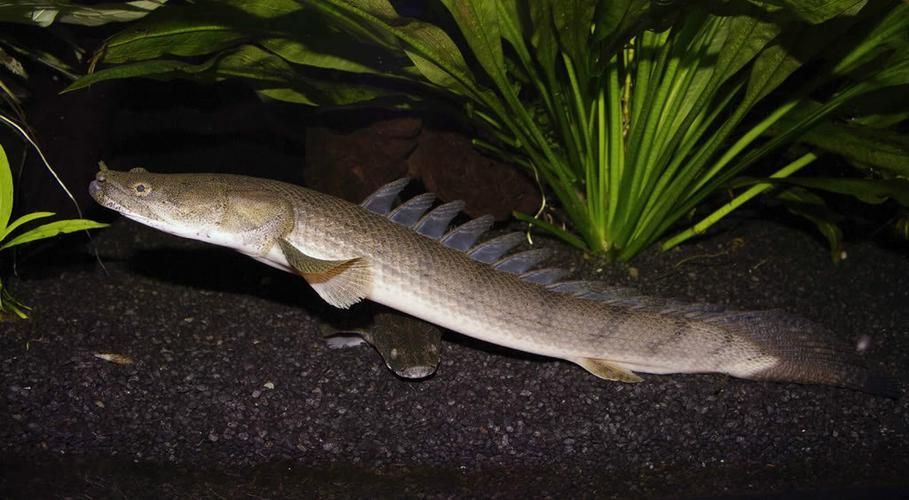 如何區分不同品種的恐龍魚？，多鰭魚目（polypteriformes）魚目（polypteriformes）