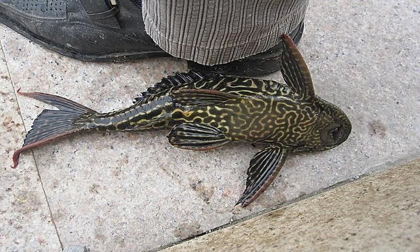 如何區分不同品種的恐龍魚？，多鰭魚目（polypteriformes）魚目（polypteriformes）
