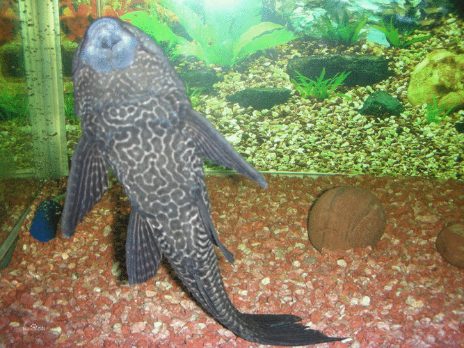 如何區分不同品種的恐龍魚？，多鰭魚目（polypteriformes）魚目（polypteriformes）