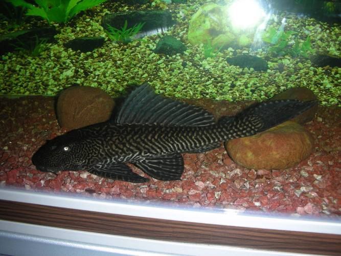 如何區分不同品種的恐龍魚？，多鰭魚目（polypteriformes）魚目（polypteriformes）