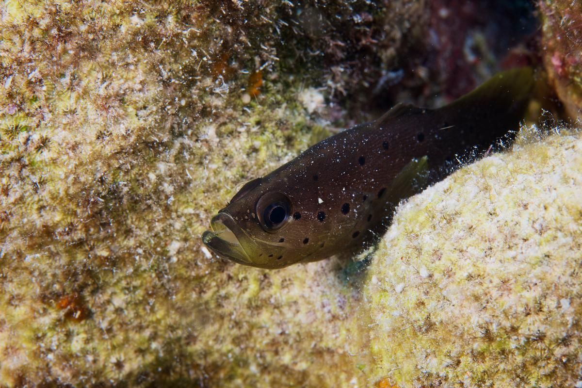 如何區分不同品種的恐龍魚？，多鰭魚目（polypteriformes）魚目（polypteriformes）