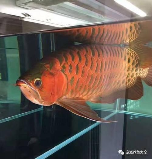 泗水紅龍魚有哪些品種？，泗水紅龍魚哪個品種最受歡迎泗水紅龍魚哪個品種最受歡迎