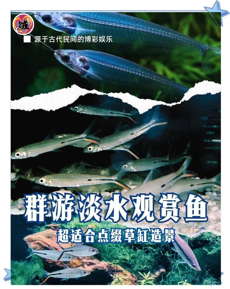 給我推薦一些適合草缸的淡水魚，小型草缸養殖與養殖