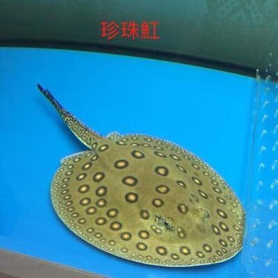 白子黑帝王魟魚的價格是多少？，白子黑帝王魟魚價格是多少？
