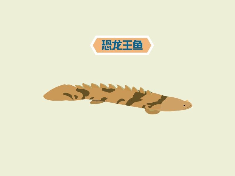 恐龍王魚有哪些品種，恐龍王魚有哪些品種，