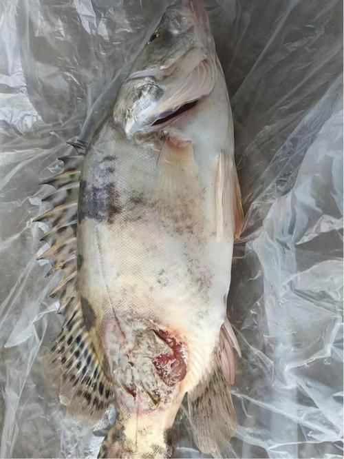 魚身上潰爛圖片，如何判斷魚身上潰爛？