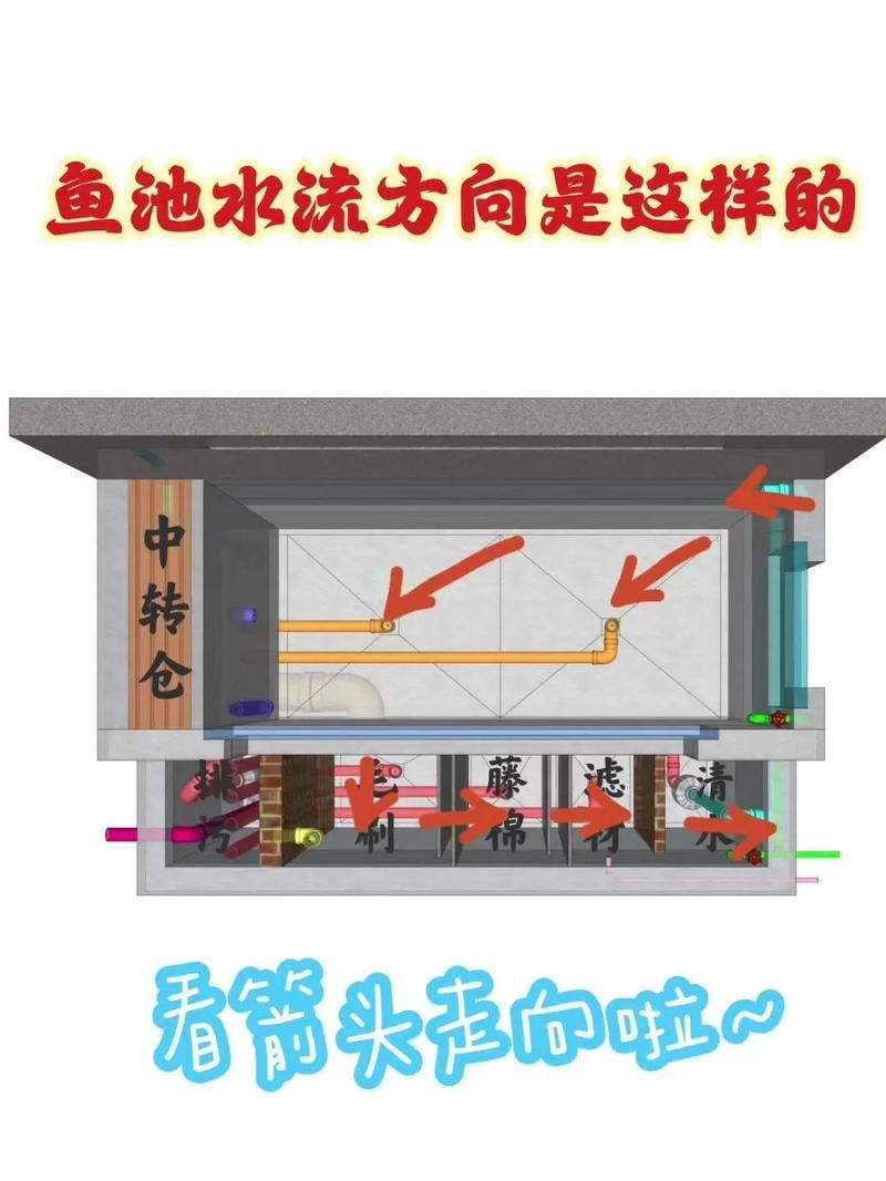 如何降低過背金龍魚的養殖成本，如何降低過背金龍魚養殖成本