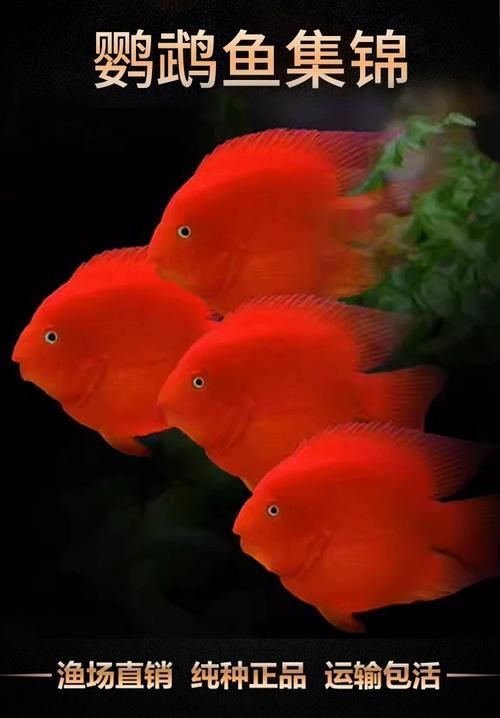 哪里可以買到正品紅面財神魚？，哪里能買到正品紅面財神魚？