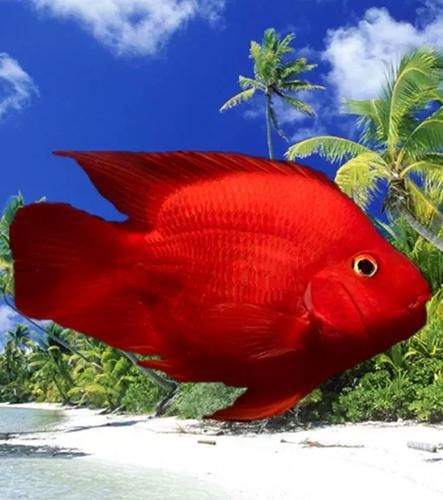 哪里可以買到正品紅面財神魚？，哪里能買到正品紅面財神魚？