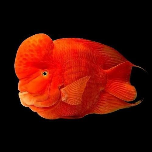 哪里可以買到正品紅面財神魚？，哪里能買到正品紅面財神魚？