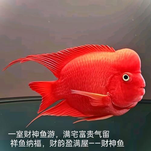 哪里可以買到正品紅面財神魚？，哪里能買到正品紅面財神魚？