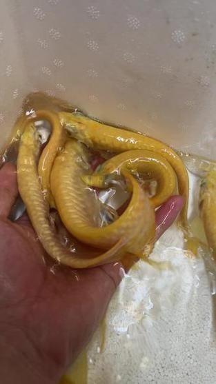 給我一些辨別白子黃化銀龍魚真偽的圖片，如何辨別白子黃化銀龍魚的真偽
