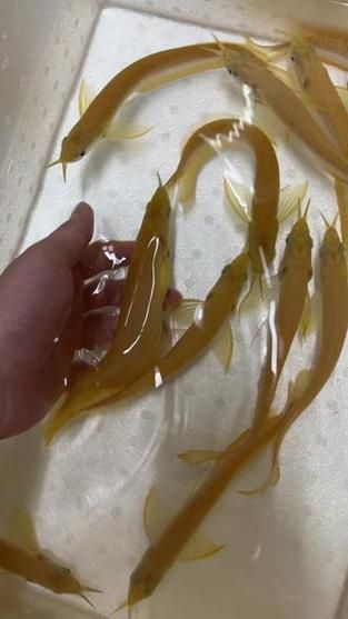 給我一些辨別白子黃化銀龍魚真偽的圖片，如何辨別白子黃化銀龍魚的真偽