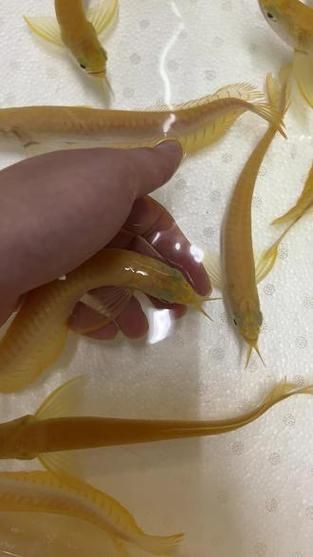 給我一些辨別白子黃化銀龍魚真偽的圖片，如何辨別白子黃化銀龍魚的真偽