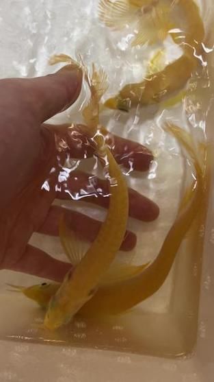 給我一些辨別白子黃化銀龍魚真偽的圖片，如何辨別白子黃化銀龍魚的真偽