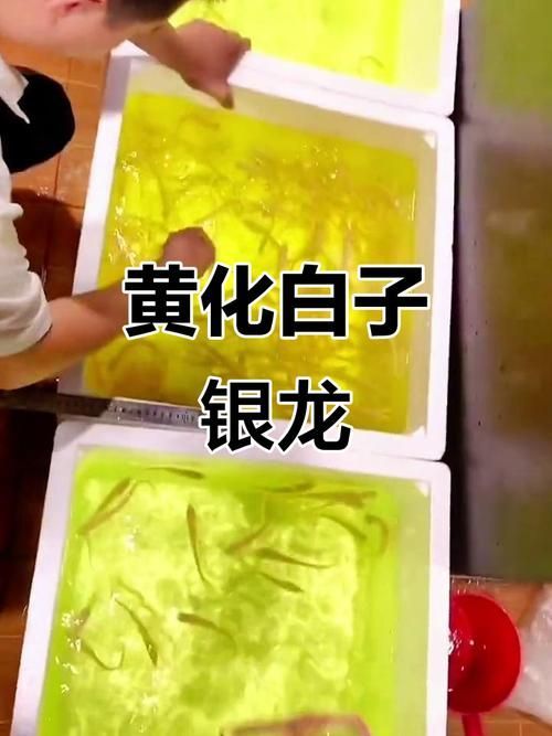 給我一些辨別白子黃化銀龍魚真偽的圖片，如何辨別白子黃化銀龍魚的真偽