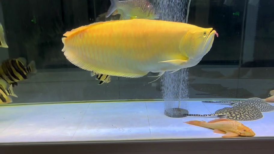 給我一些辨別白子黃化銀龍魚真偽的圖片，如何辨別白子黃化銀龍魚的真偽