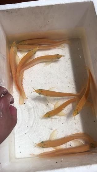 給我一些辨別白子黃化銀龍魚真偽的圖片，如何辨別白子黃化銀龍魚的真偽