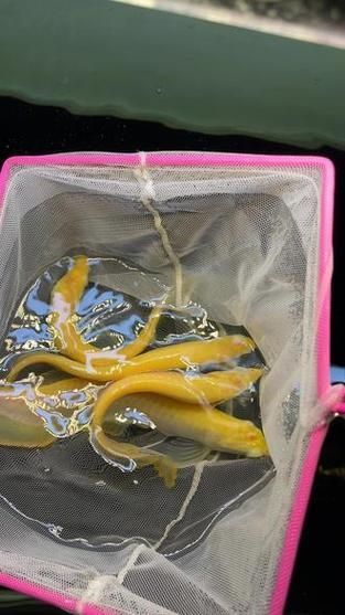 給我一些辨別白子黃化銀龍魚真偽的圖片，如何辨別白子黃化銀龍魚的真偽