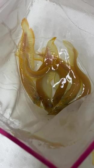 給我一些辨別白子黃化銀龍魚真偽的圖片，如何辨別白子黃化銀龍魚的真偽