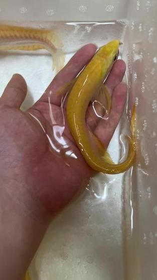 給我一些辨別白子黃化銀龍魚真偽的圖片，如何辨別白子黃化銀龍魚的真偽