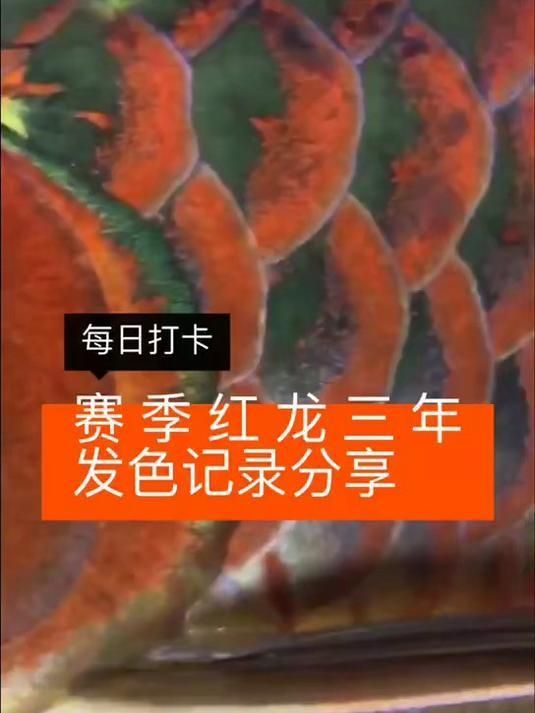 龍魚多久會穩定顏色？