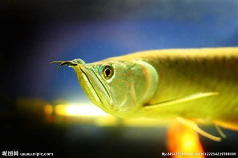 有哪些藥物可以緩解龍魚嘴抽搐？，漂浮夾板治療龍魚嘴抽搐的方法