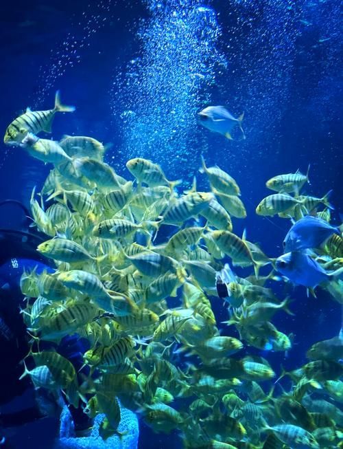 北戴河龍魚養殖基地有哪些？，關于北戴河龍魚養殖基地的問題