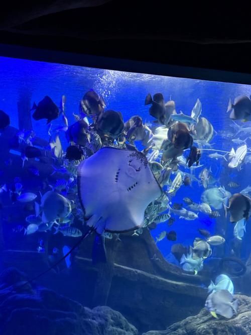 北戴河龍魚養殖基地有哪些？，關于北戴河龍魚養殖基地的問題