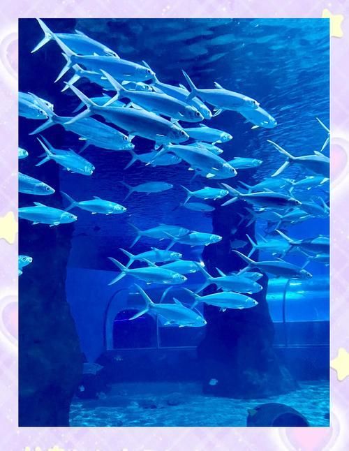北戴河龍魚養(yǎng)殖基地有哪些？，關(guān)于北戴河龍魚養(yǎng)殖基地的問題