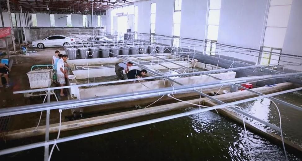 脆魚和龍魚的價格差異有多大？