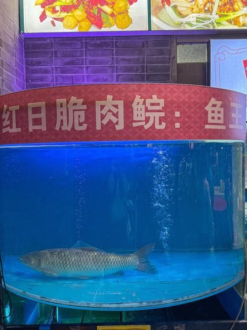 脆魚和龍魚的價(jià)格差異有多大？
