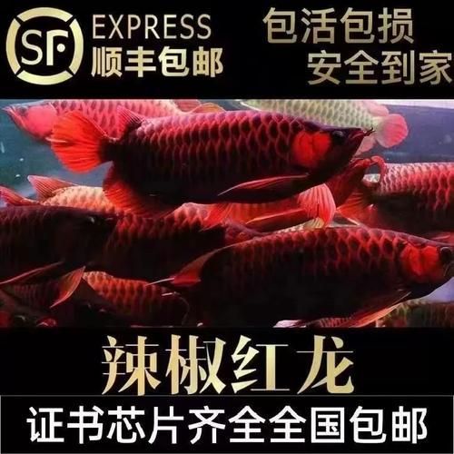 7公分紅龍魚魚苗哪個商家有賣？，7公分紅龍魚魚苗百度優選推薦￥199御龍漁場